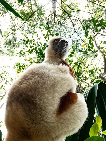 A critically endangered Coquerel's sifaka, a type of lemur, looks down from the canopy in Madagascar. This unique, low-angle perspective emphasizes their arboreal nature and their connection to the forest they call home.