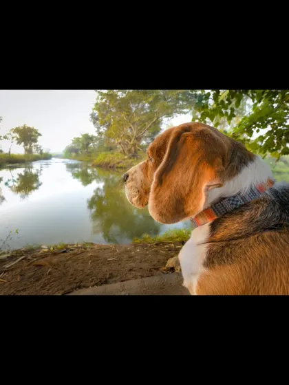 My little philosopher. Here is Scamp at the riverbank, looking like he's contemplating the great mysteries of the universe. Or maybe he was just thinking about breakfast.