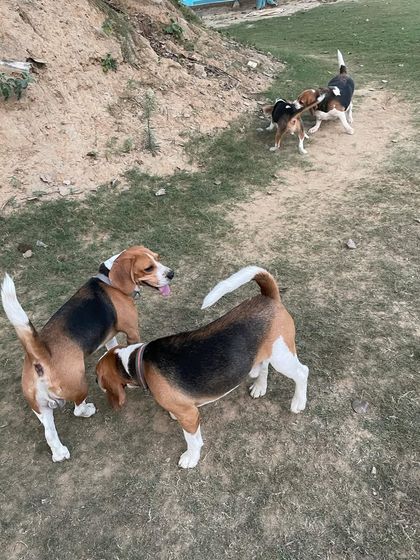 A whole group of Beagles exchanging "hellos" in the yard. We encourage this natural behavior as it's a crucial part of dog socialization.