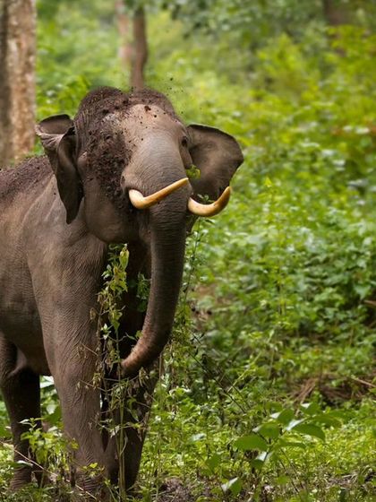 An elephant enjoying a meal in the lush greenery of the forest. This shot provides a clear look at its feeding behavior and its role in shaping the landscape.