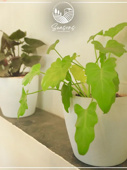 Small potted plants arranged on a shelf at Livaana. This demonstrates that even small touches of green, when thoughtfully placed, can add life and charm to interior spaces.