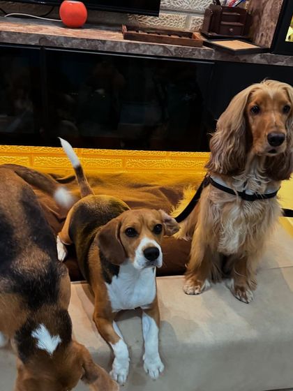 Another attempt at the group photo, with one beagle deciding to explore instead.