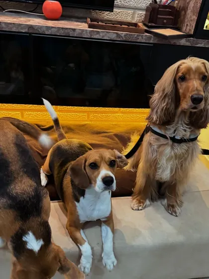 Another attempt at the group photo, with one beagle deciding to explore instead.