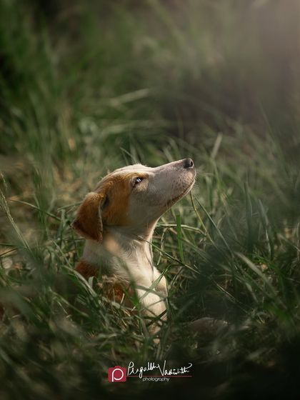 Pragalbh - Animal Rescue & Advocacy Photography Adoption Portfolios: Soulful Portraits for a Second Chance photo 9