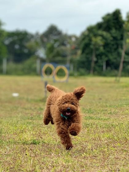 The Pawsome Camp - Dog Daycare & Boarding The Pawsome Playground: 2 Acres of Freedom photo 18