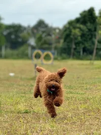 Dog Party & Event Hosting