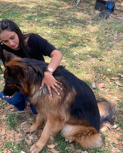 Dog Grooming