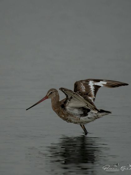 A Black-tailed Godwit, a Near Threatened shorebird, stretching its wings in the water.