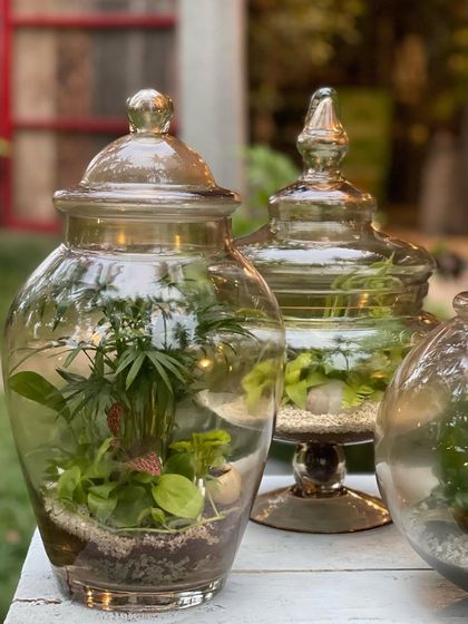 Greenhouse - Living Botanical Art & Arrangements Miniature Living Worlds photo 10