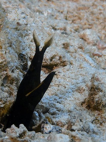 A ribbon eel, another of the fascinating creatures you can find in the waters around Mabul and Kapalai.
