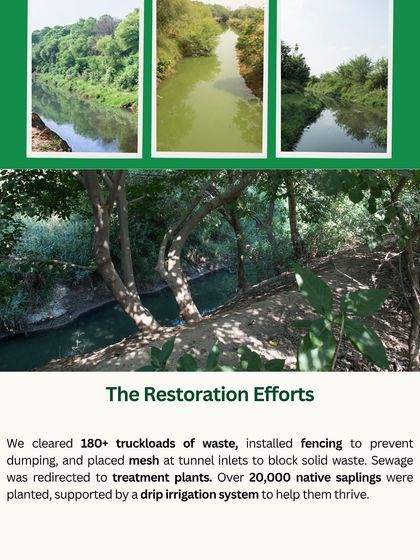 This series of images documents the restoration of the Chakkarpur Wazirabad stormwater drain. We cleared over 180 truckloads of waste, installed fencing, and planted over 20,000 native saplings to bring it back to health.