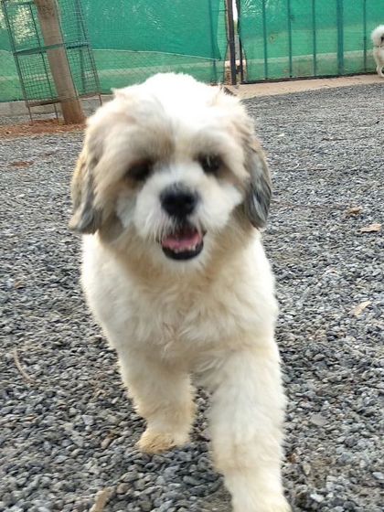 Petboro - Dog Boarding & Daycare Portraits of Our Happy Guests photo 5