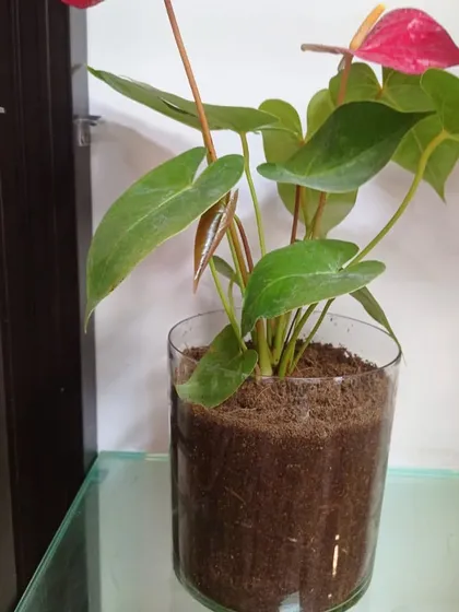 An Anthurium plant in a glass pot with coco peat. This method is great for plants that need a bit more support for their roots.