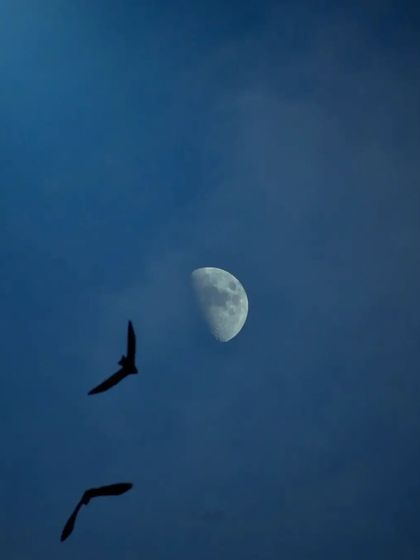 Lalith - Wildlife & Nature Photography Wings in Motion photo 40