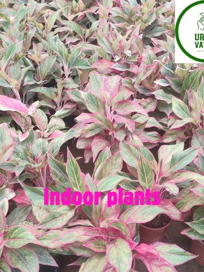 A close-up of a pink and green Aglaonema, a truly beautiful foliage plant.