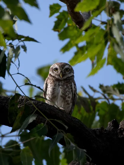 A Spotted Owlet framed by green leaves against a blue sky.