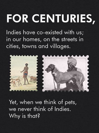 The Pack - Pet Parent Education & Workshops Awaara Nahi, Humara Hai: Community Dog Advocacy photo 15