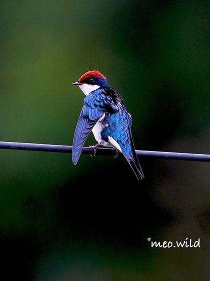 A female Wire-tailed Swallow pauses for a brief rest. Her iridescent blue back shines beautifully against the soft green background, a fleeting moment of stillness in a life of flight.