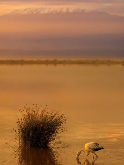A lone flamingo feeds in the tranquil golden light of dawn, with the majestic, snow-capped peak of Mount Kilimanjaro in the background. This shot from Amboseli National Park is all about atmosphere, light, and capturing a sense of place.