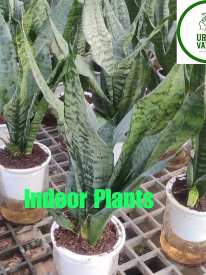 A group of Snake Plants (Sansevieria zeylanica) in self-watering pots.