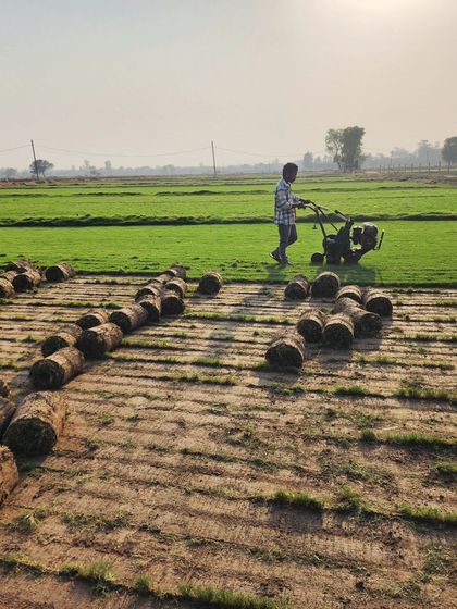 Delhi Gardner - Full-Service Landscaping Premium Lawn & Turf Solutions photo 48