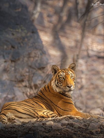 A portrait of Queen Arrowhead, gracing her throne. The lighting and her regal pose combine to create a timeless image of this legendary tigress.