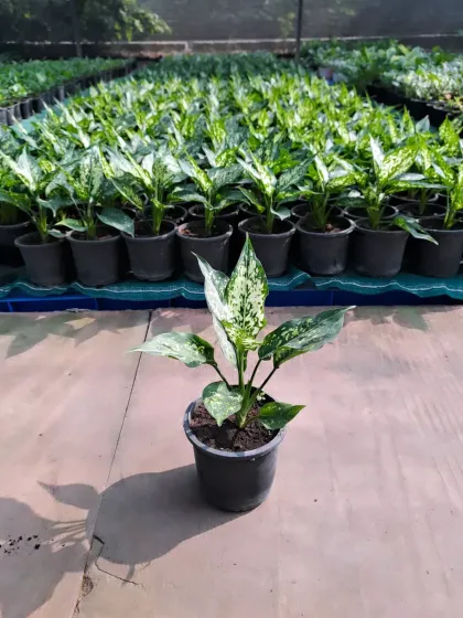A view of our nursery stock, showing rows of healthy Aglaonema Snow White plants. We cultivate and select the best plants to ensure every gift is vibrant and thriving from day one.