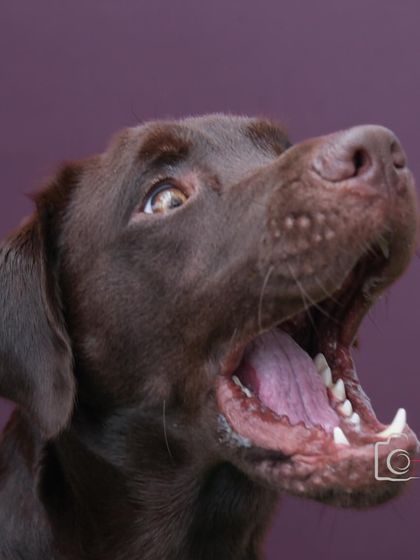 Another fantastic action shot of Loki, mouth wide open in anticipation. These dynamic studio shots are full of energy and personality.