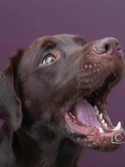 Another fantastic action shot of Loki, mouth wide open in anticipation. These dynamic studio shots are full of energy and personality.