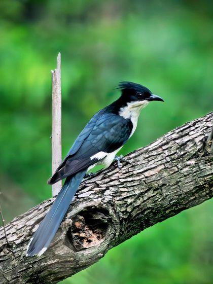 The Pied Cuckoo perched on a thick branch, its long tail and sharp crest clearly visible.