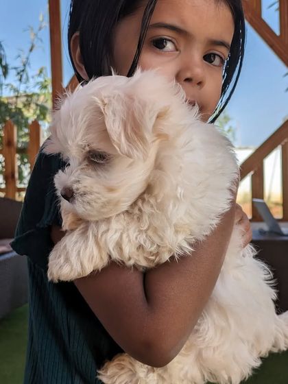 Fluffy Paws Pet Resort - Pet Boarding & Daycare Puppy Preschool: Socialization & Fun photo 7