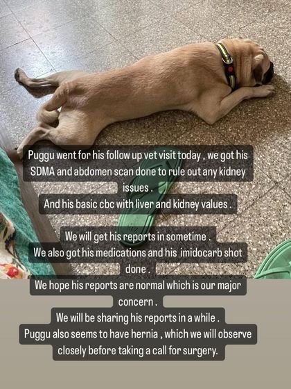 PL Paws - Animal Rescue & Rehabilitation How Your Donations Help: Our Medical Cases photo 52