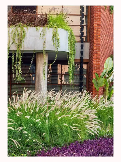 This detail shot shows how I layer different plants to create visual interest. The soft, feathery grasses contrast with the bold purple ground cover and the solid concrete structure, connecting the building to the garden.