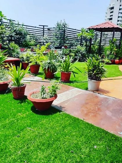 Another view of the lush terrace garden, showing the healthy, mature plants and the combination of lawn and paved pathways.
