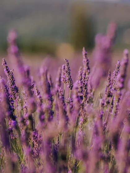 A close-up, shallow depth-of-field shot of lavender blossoms in Provence. The focus on a single stalk highlights the delicate details of the flowers.