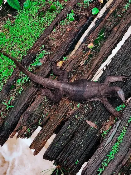 A top-down photograph of a monitor lizard I spotted on the Yedakumari railway bridge during a trek in Sakleshpur.