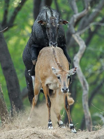 This is the mating of the Blue Bull, or Neelgai, the largest antelope in Asia. The name 'Boselaphus tragocamelus' is interesting as it is derived from the names of four different animals: ox, deer, goat, and camel. This action shot was taken by my son, Bharat, in Jhalana.