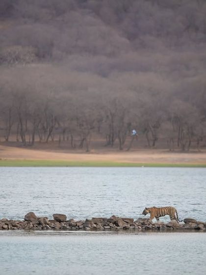 A wide shot of a tiger crossing the iconic Rajbhag lake pathway. This image showcases the grand scale and historic beauty of Ranthambore's landscape.