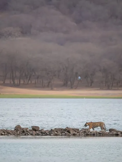 A wide shot of a tiger crossing the iconic Rajbhag lake pathway. This image showcases the grand scale and historic beauty of Ranthambore's landscape.