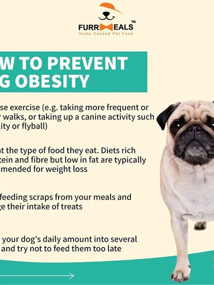 This collection of infographics and product shots provides a comprehensive guide to understanding, preventing, and managing dog obesity with my specialized diet plans and responsible treating tips.