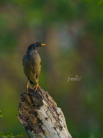 A Jungle Myna perches on a broken tree stump, surveying its surroundings.