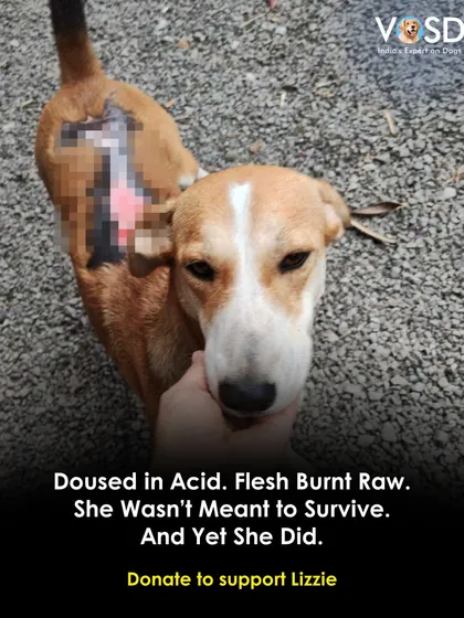 We rescued Lizzie after she was the victim of a horrific acid attack, which left her flesh burnt raw. We take on the cases that are too difficult for others because we believe every dog, no matter how wounded, deserves a chance to heal and live in peace.