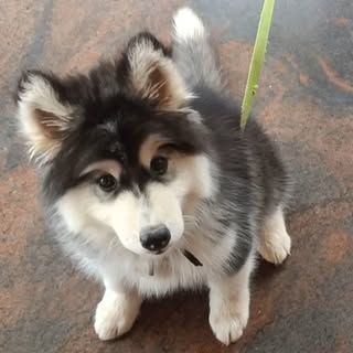Dog Breeder