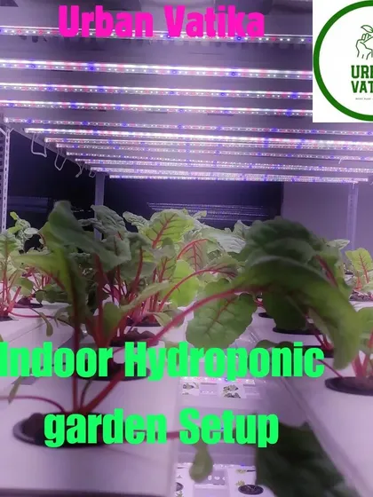 An indoor hydroponic setup for herbs and leafy greens, using specialized grow lights to ensure healthy plant development.