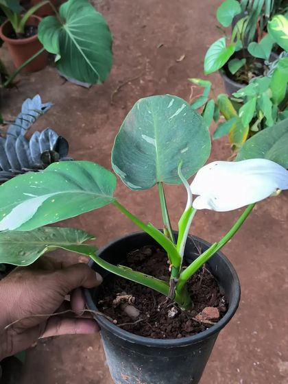 Rare & Collector's Plants photo 6