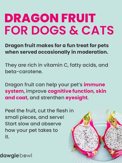Dragon fruit is a fun and healthy treat for pets when served occasionally. It's rich in Vitamin C and can help boost their immune system and improve their skin and coat. Always peel and cut it into small pieces.