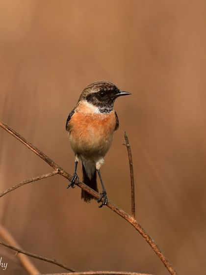 Avian Wonders: A World of Wings photo 64