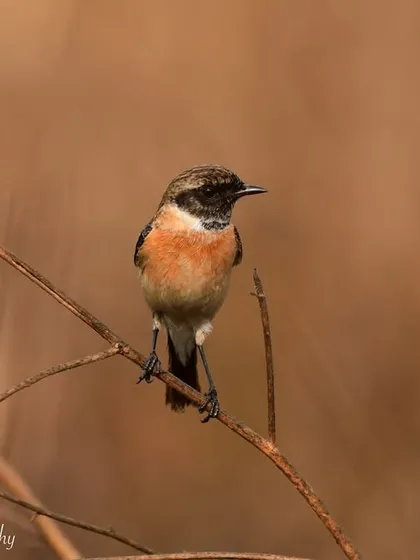 A Siberian Stonechat perched on a dry twig. The contrast between the bird and the warm, blurred background makes for a simple yet beautiful composition.