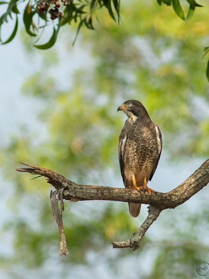 A White-eyed Buzzard perched in a tree. The soft, natural foliage in the background creates a lovely habitat portrait of this common yet beautiful bird of prey.