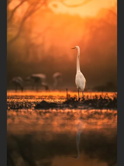 A Great Egret stands tall against a fiery orange sunrise, its white feathers catching the light. The misty background and perfect reflection create a powerful and atmospheric image.